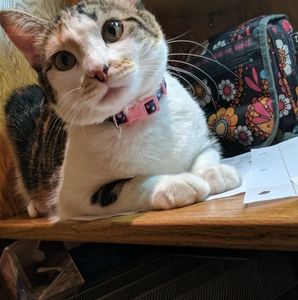 Meet your Posher, Bella